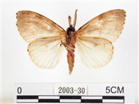 木毒蛾藏品圖，第2張