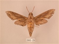 斜線天蛾藏品圖，第2張