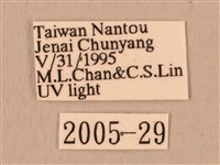 斜線天蛾藏品圖，第3張