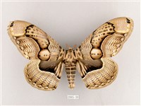 枯球籮紋蛾藏品圖，第1張