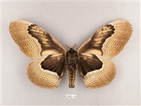 枯球籮紋蛾藏品圖，第2張