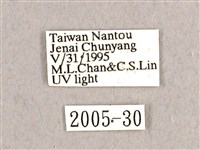 枯球籮紋蛾藏品圖，第3張