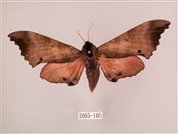 桃紅六點天蛾藏品圖，第1張