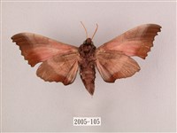 桃紅六點天蛾藏品圖，第2張