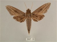 背線天蛾藏品圖，第1張