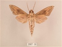 背線天蛾藏品圖，第2張