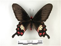 紅珠鳳蝶藏品圖，第1張