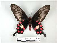 紅珠鳳蝶藏品圖，第2張