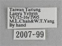 尖翅尖粉蝶藏品圖，第3張