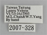 眼蛺蝶、孔雀蛺蝶藏品圖，第3張