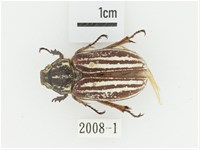 臺灣白條金龜藏品圖，第1張