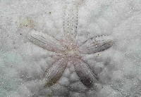 裂邊毛餅海膽藏品圖，第2張