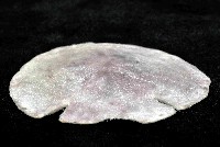 裂邊毛餅海膽藏品圖，第3張