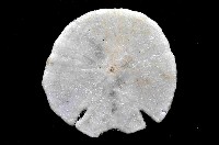 裂邊毛餅海膽藏品圖，第4張