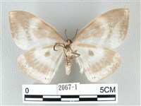 圓翅大鉤蛾藏品圖，第2張