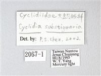 圓翅大鉤蛾藏品圖，第3張