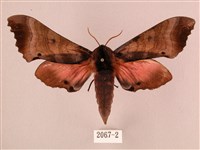 桃紅六點天蛾藏品圖，第1張