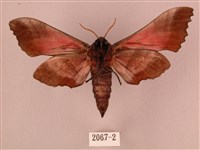 桃紅六點天蛾藏品圖，第2張