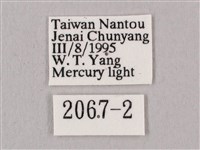 桃紅六點天蛾藏品圖，第3張