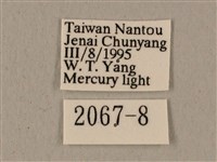 全緣缺角天蛾藏品圖，第3張
