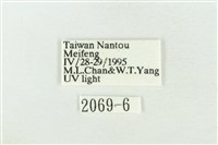 臺灣銀斑異波紋蛾藏品圖，第3張