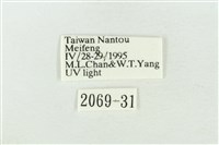 圍異波紋蛾藏品圖，第3張