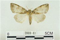 臺灣銀斑異波紋蛾藏品圖，第1張