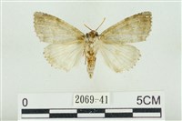 臺灣銀斑異波紋蛾藏品圖，第2張