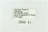 臺灣銀斑異波紋蛾藏品圖，第3張