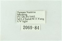 連珠波紋蛾藏品圖，第3張