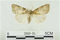 臺灣銀斑異波紋蛾藏品圖，第1張