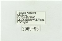 臺灣銀斑異波紋蛾藏品圖，第3張