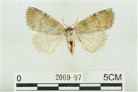 臺灣銀斑異波紋蛾藏品圖，第2張