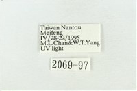 臺灣銀斑異波紋蛾藏品圖，第3張