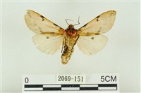 棍棒污燈蛾藏品圖，第2張