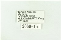 棍棒污燈蛾藏品圖，第3張