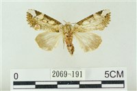 連珠波紋蛾藏品圖，第1張