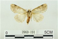 連珠波紋蛾藏品圖，第2張