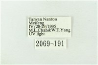 連珠波紋蛾藏品圖，第3張