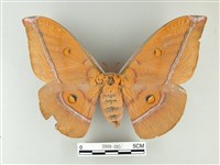 紅目天蠶蛾藏品圖，第1張