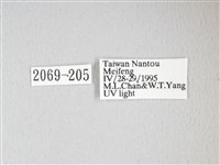 紅目天蠶蛾藏品圖，第3張