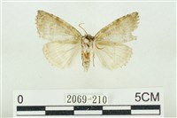 圍異波紋蛾藏品圖，第2張