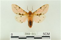 棍棒污燈蛾藏品圖，第1張