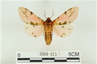 棍棒污燈蛾藏品圖，第2張