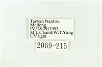 棍棒污燈蛾藏品圖，第3張