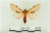 棍棒污燈蛾藏品圖，第1張