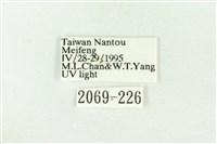 棍棒污燈蛾藏品圖，第3張