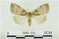 臺灣銀斑異波紋蛾藏品圖，第1張