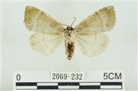 臺灣銀斑異波紋蛾藏品圖，第2張