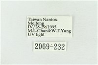 臺灣銀斑異波紋蛾藏品圖，第3張